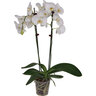 Orchid Phalaenopsis 12cm