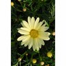 Federation Daisy Butterball