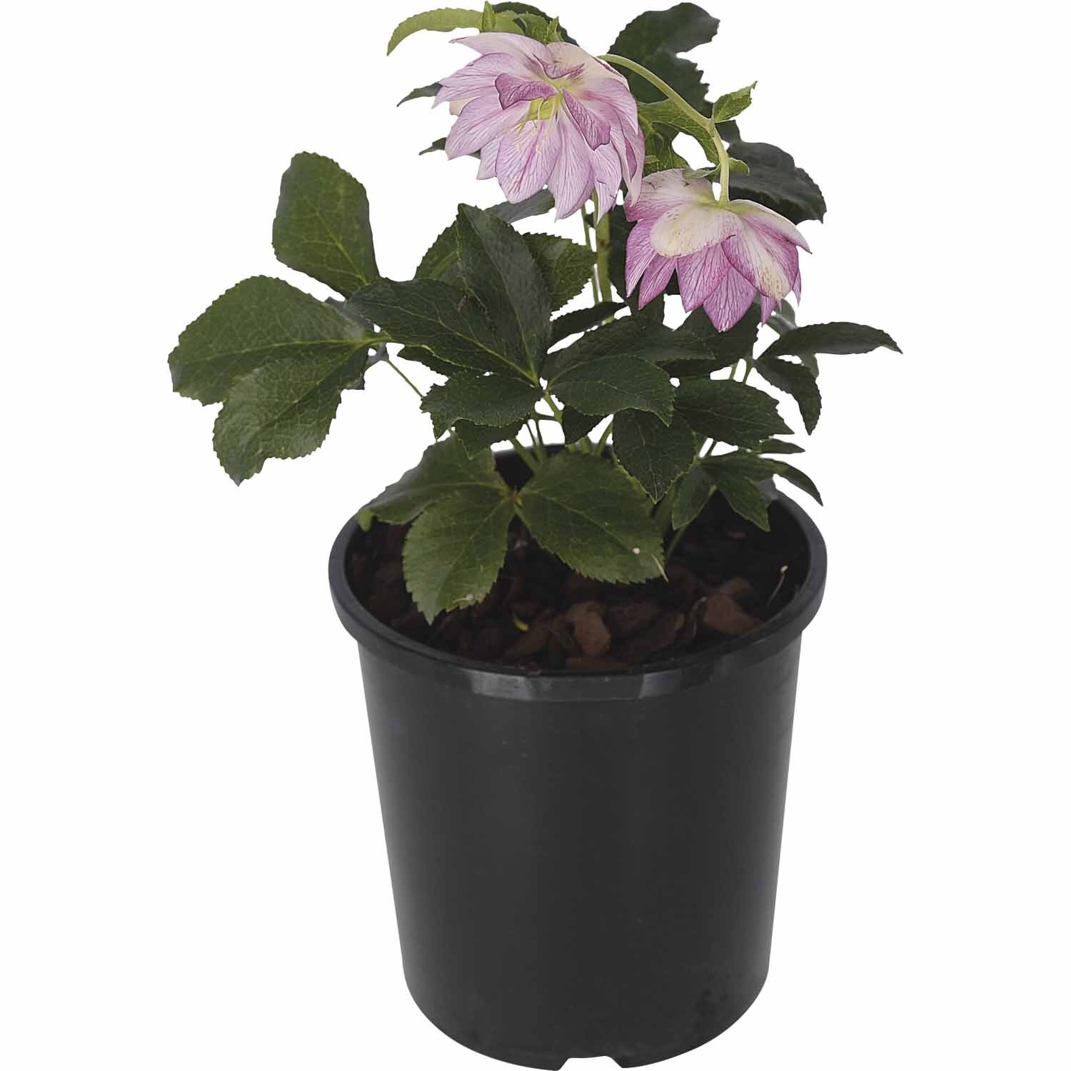 Helleborus Lily