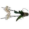 Phalaenopsis Flower White