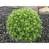 Pittosporum Tenuifolium Little Burger
