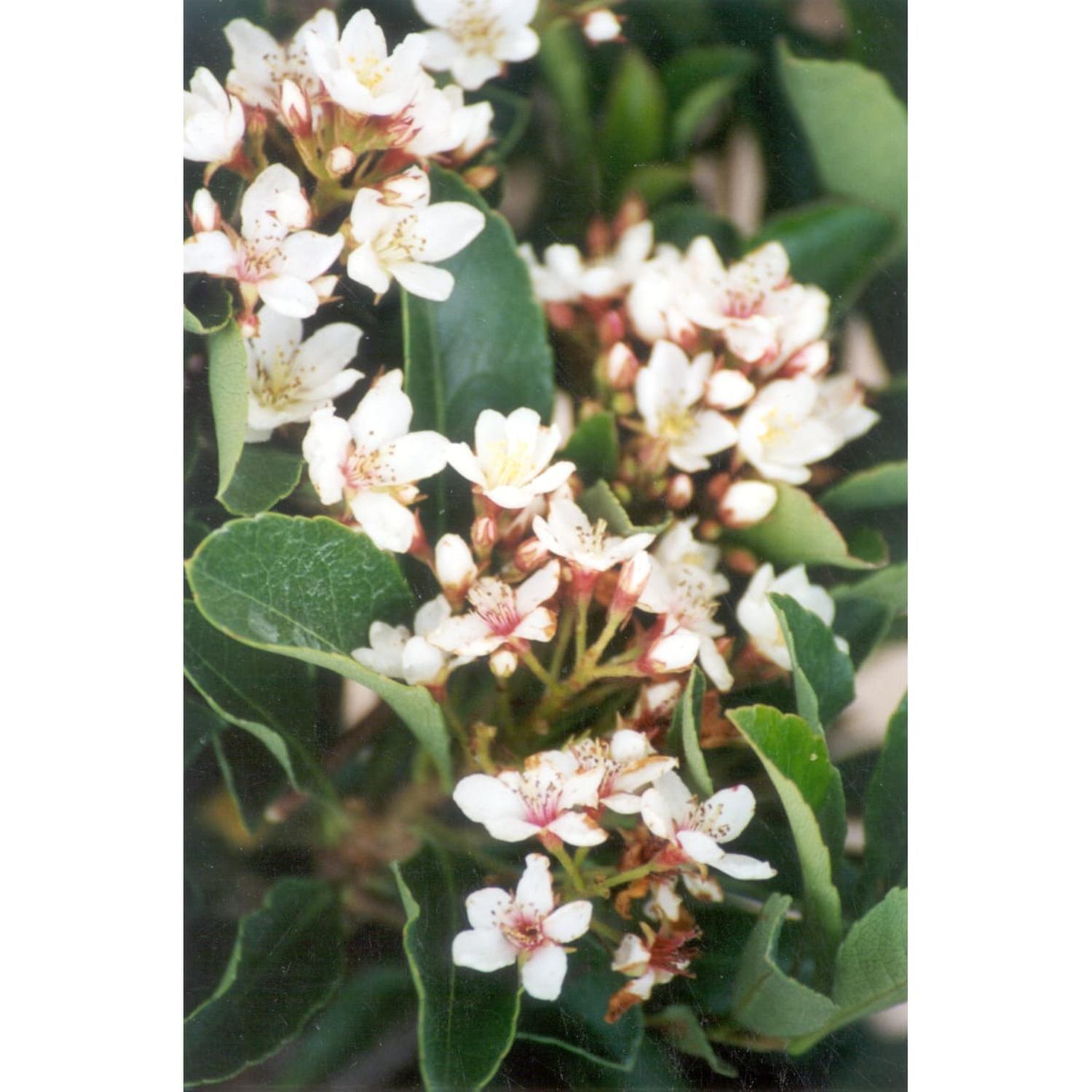 Raphiolepis Fergusonii
