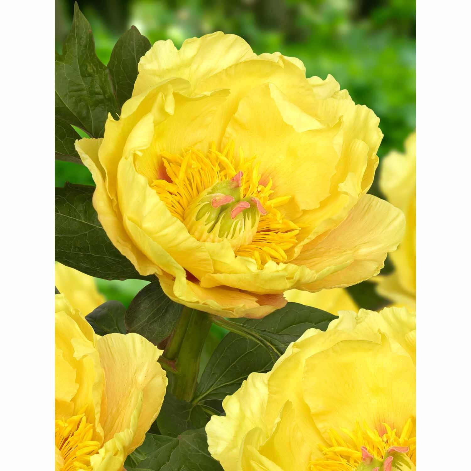 Paeony Itoh 'Garden Treasure'