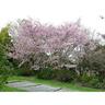 Prunus 'Accolade'