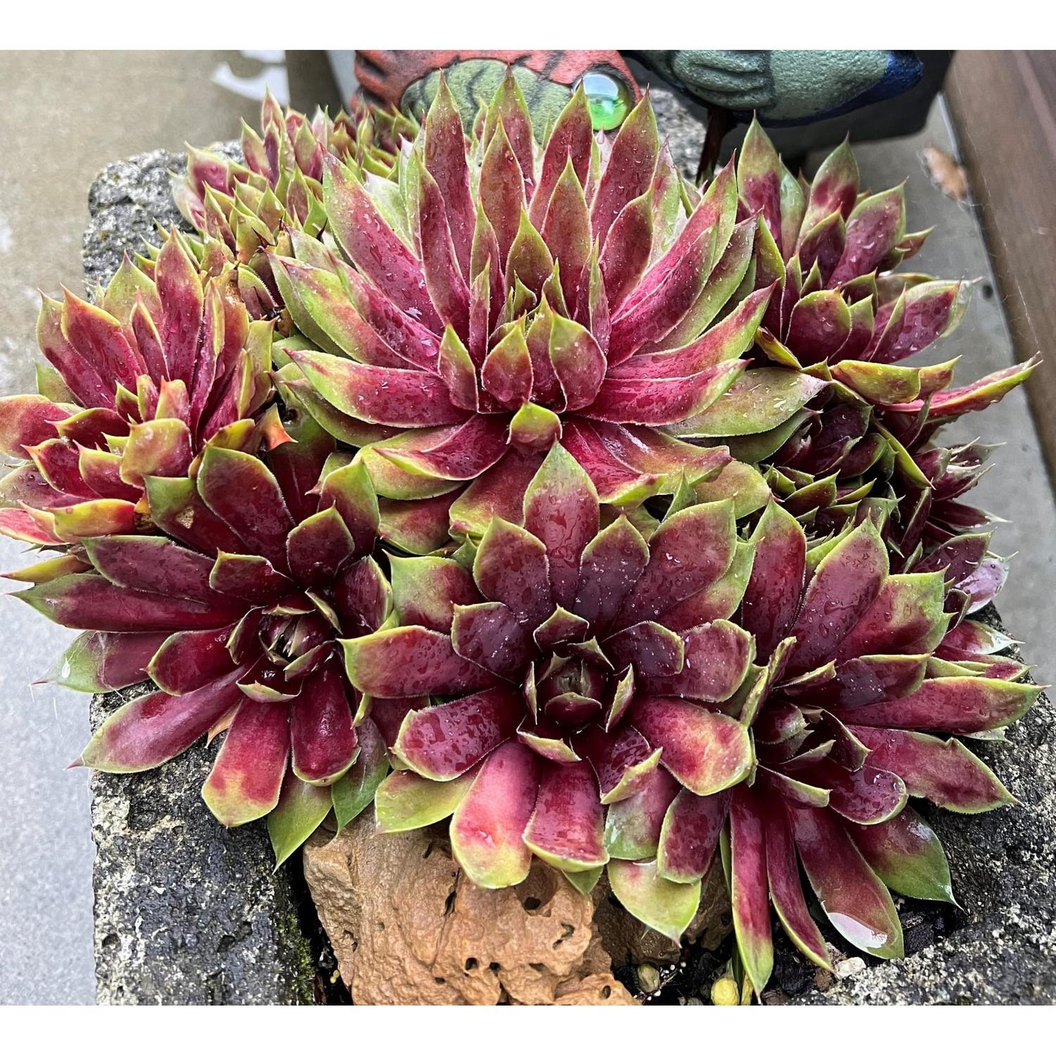 SUPERSEMPS® Sempervivum Amber