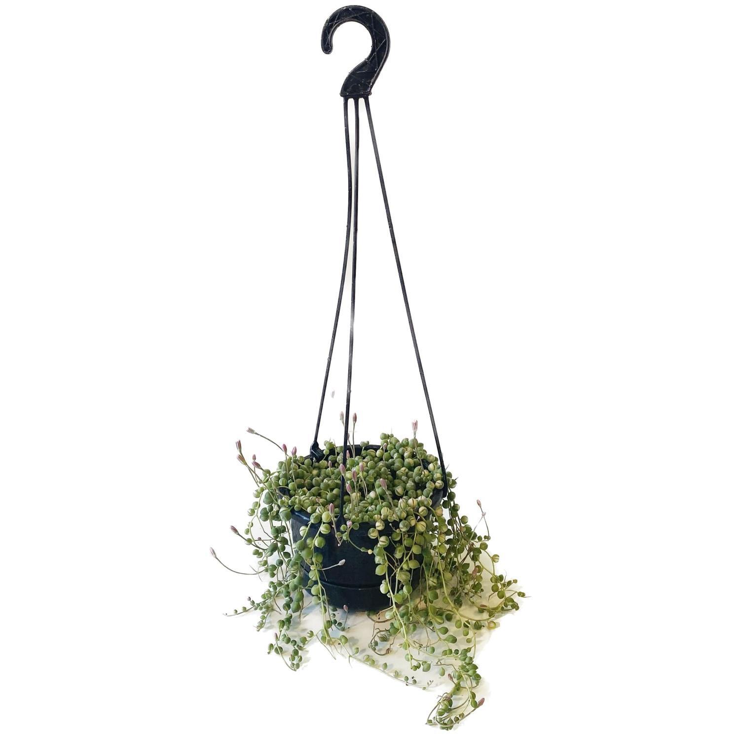 String of Pearls Variegated Basket 14cm