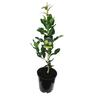 Lime Kaffir Dwarf
