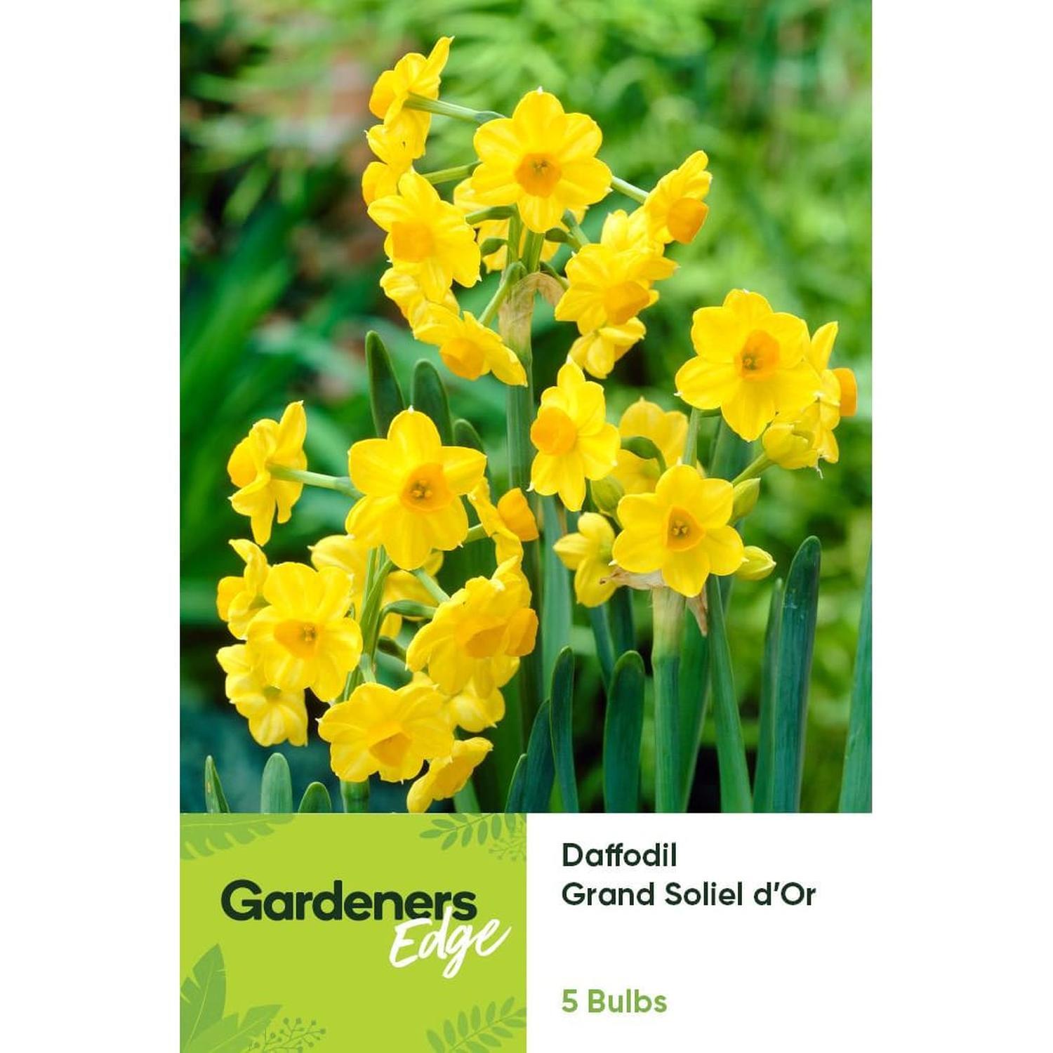 Daffodil Soliel D Or