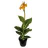 Canna 'Tropicanna Gold'
