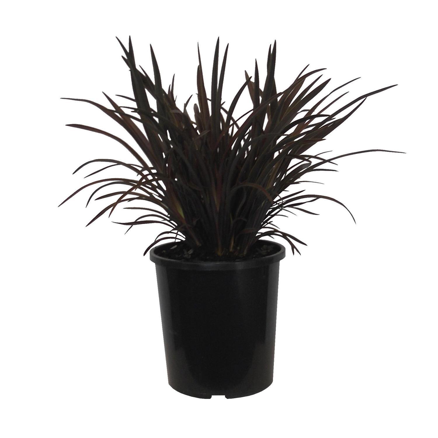 Phormium Black Magic 2.5L