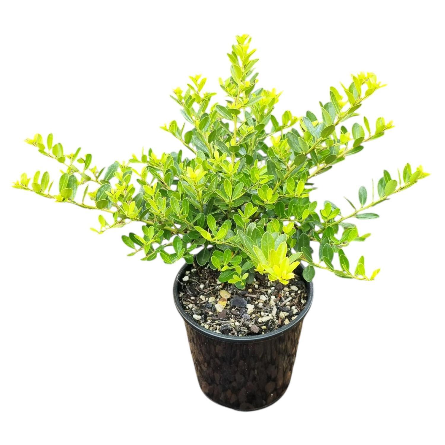 Ilex Creata 'Helleri' 2L