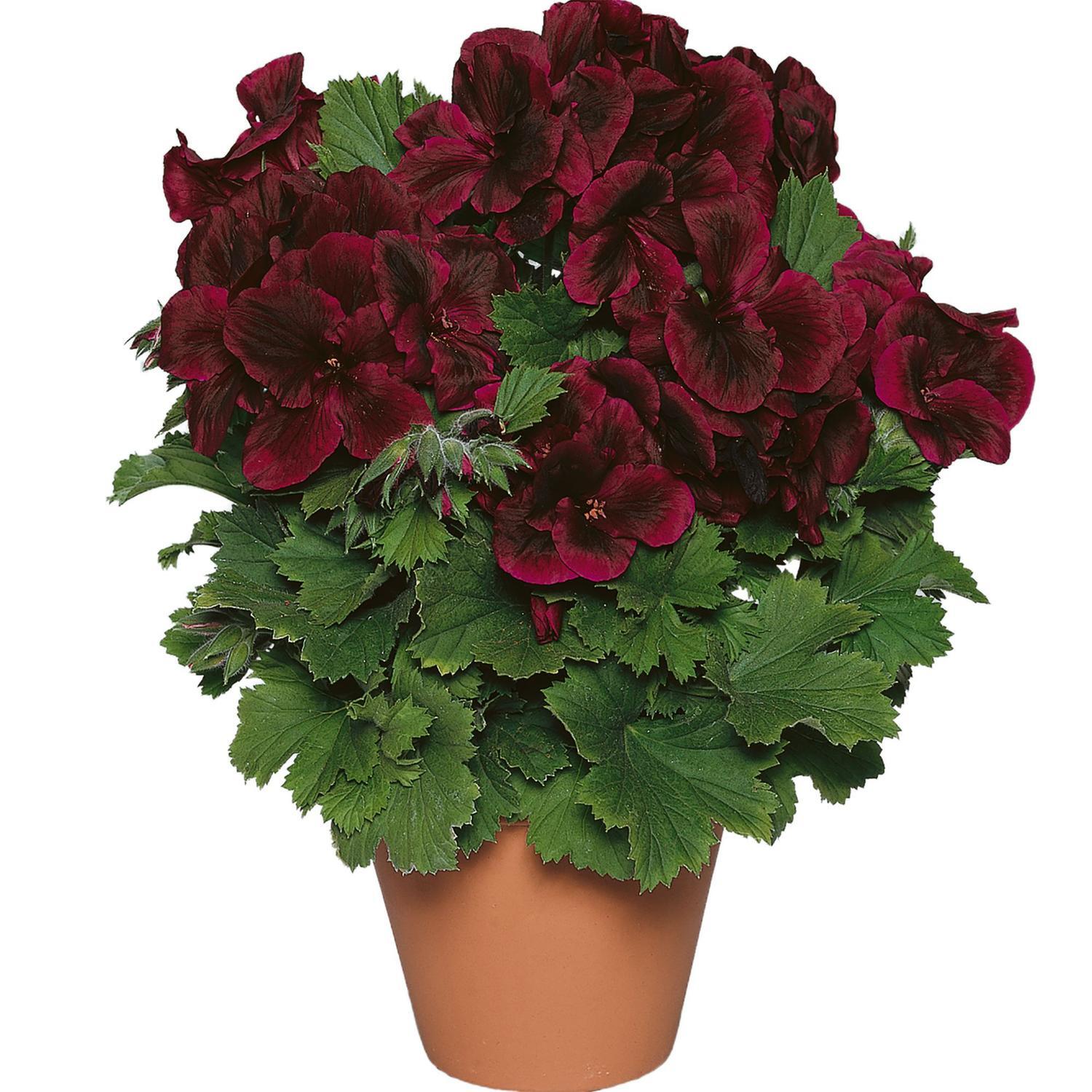 Pelargonium Aristo Schoko