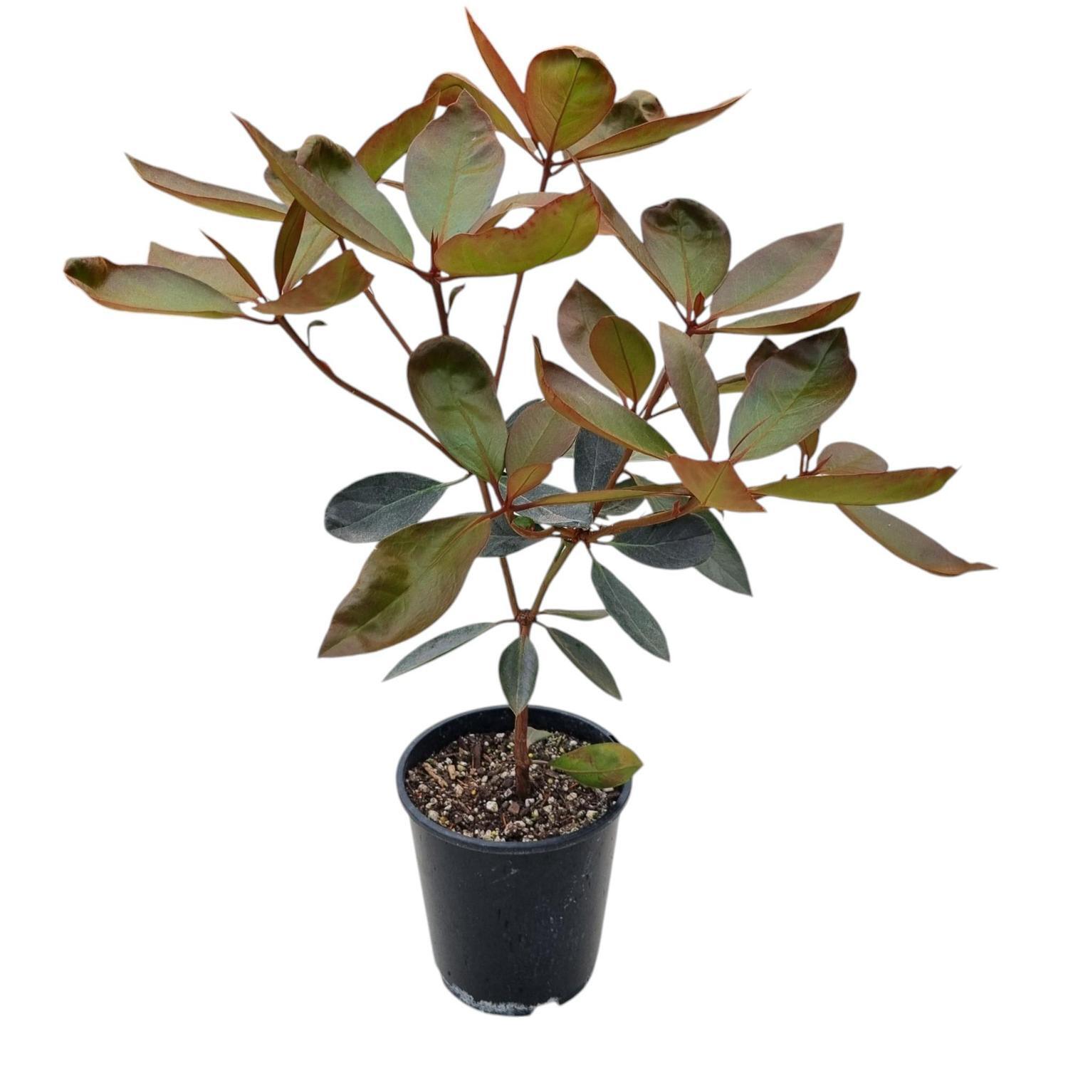 Vireya Pink Jazz  3.3L