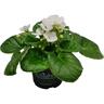 African Violets