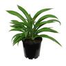 Arthropodium Parnell 3.3L