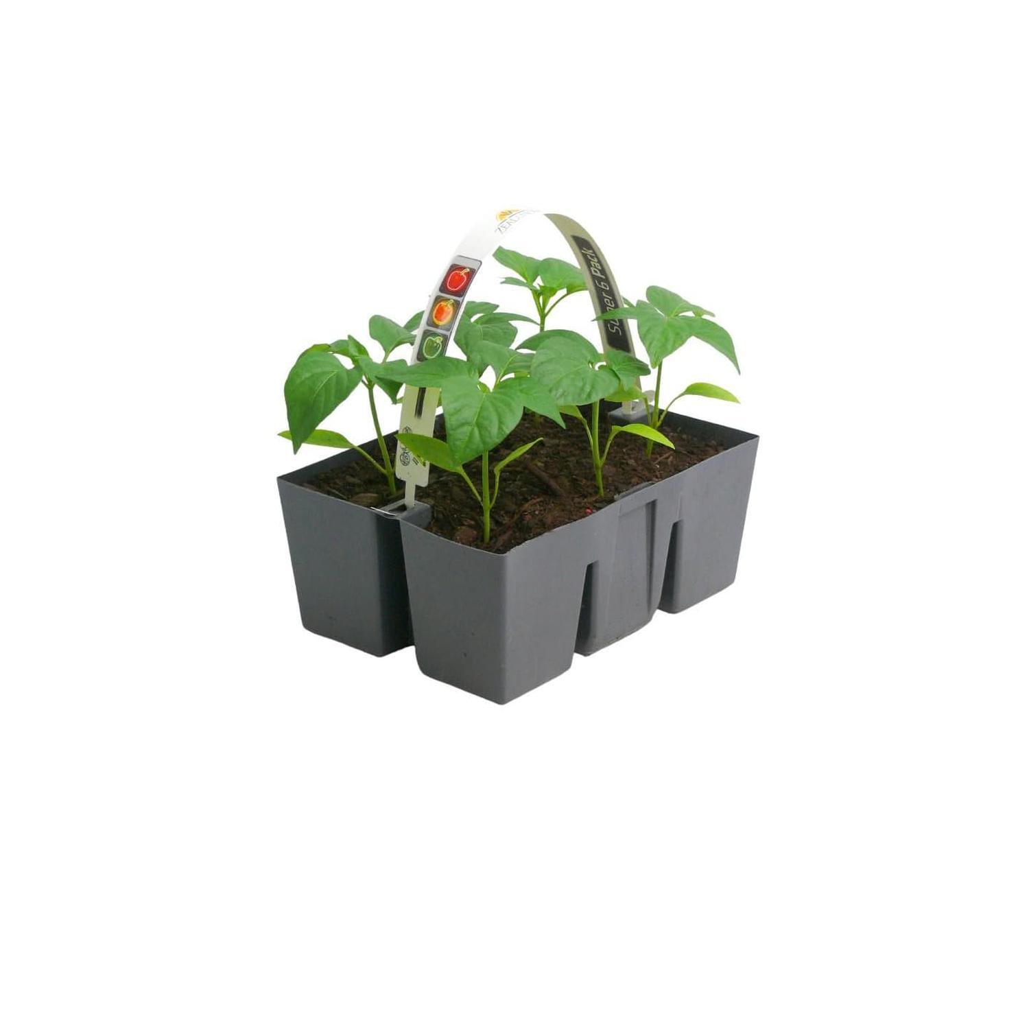 Capsicum Traffic Light