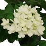 Hydrangea Bombshell