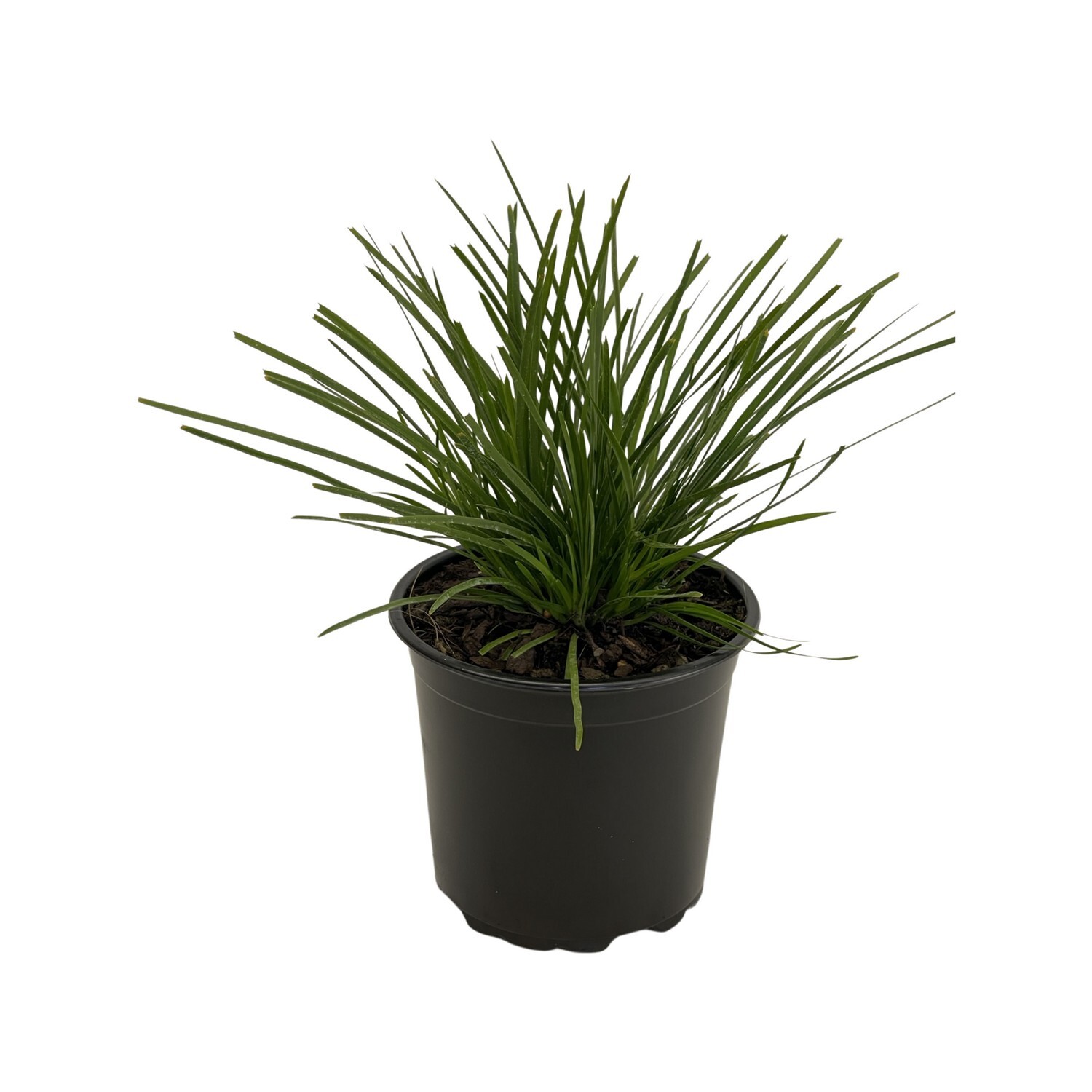 Lomandra Little Lime (PVR) 1.5 Litre