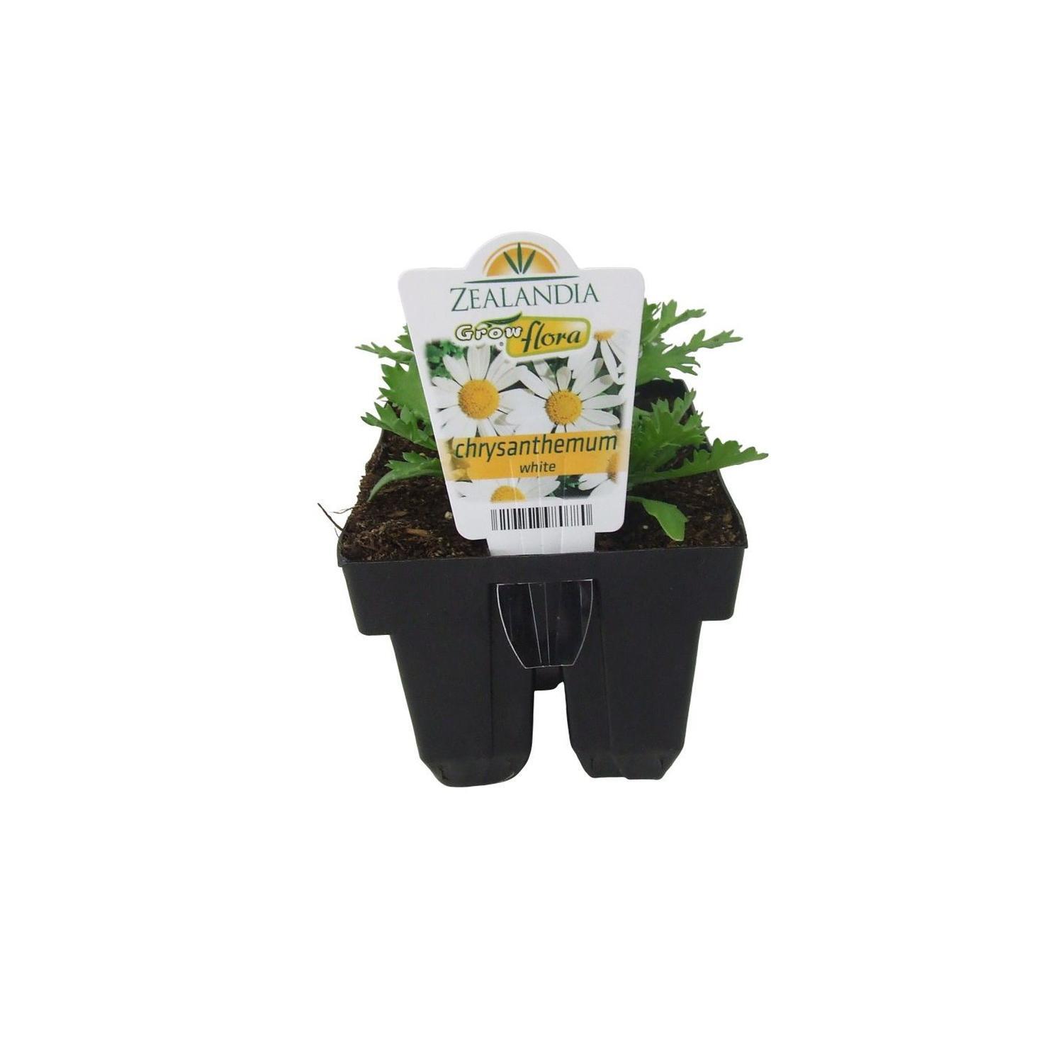 Chrysanthemum White