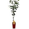 Kumquat Calamondin