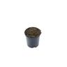 COTULA PLATTS PLACK C/E 2L 2 Litre Colour Effect