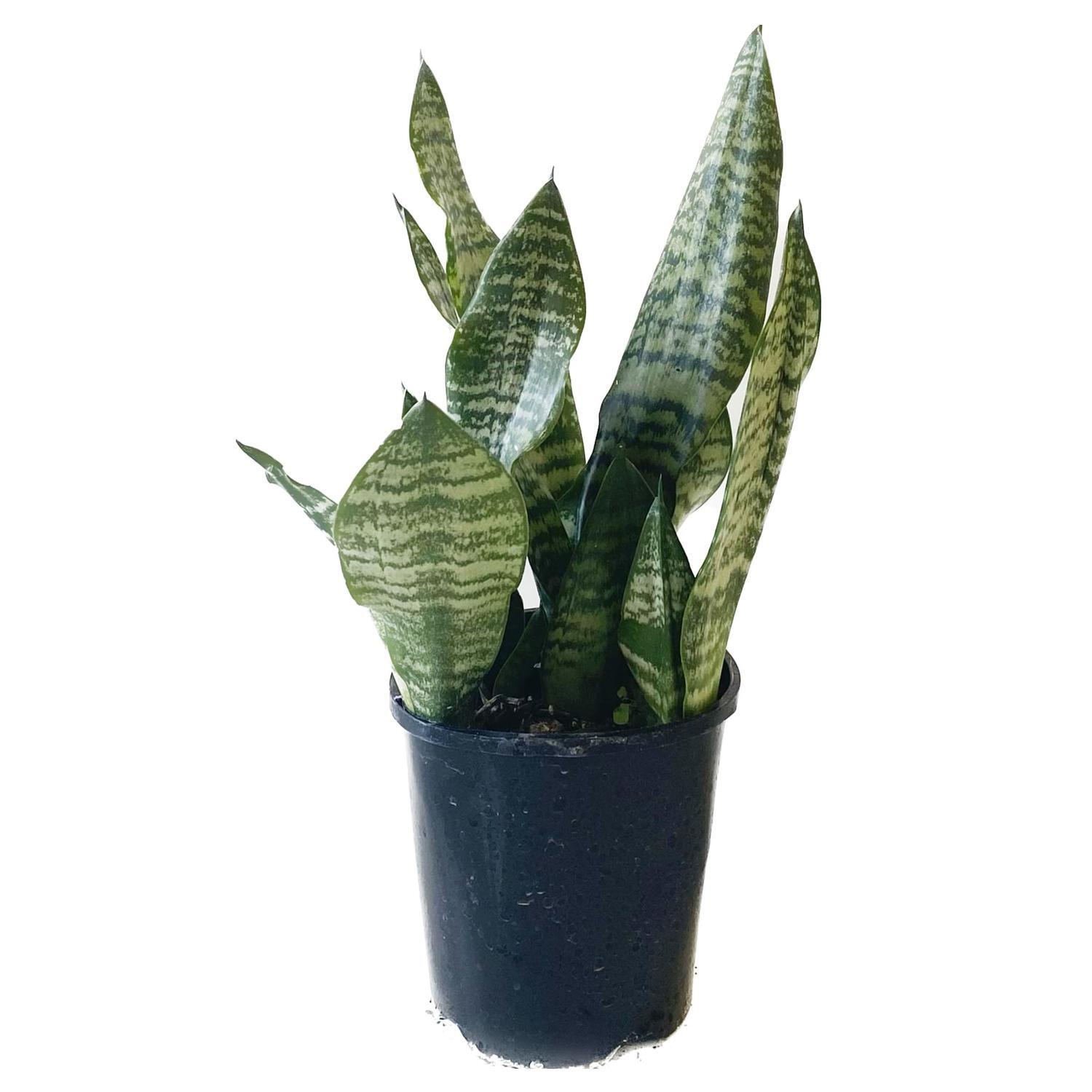 Sansevieria 'Snake Plant' Superba  14cm