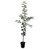 Apple Semi-Dwarf 'Rubee Red' 4.7 litre