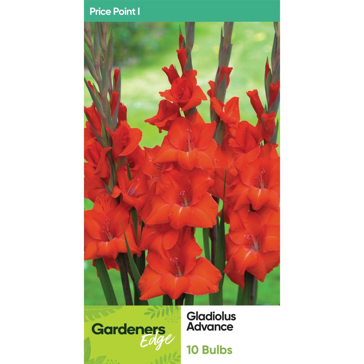 Gladioli Advance 10 Pack