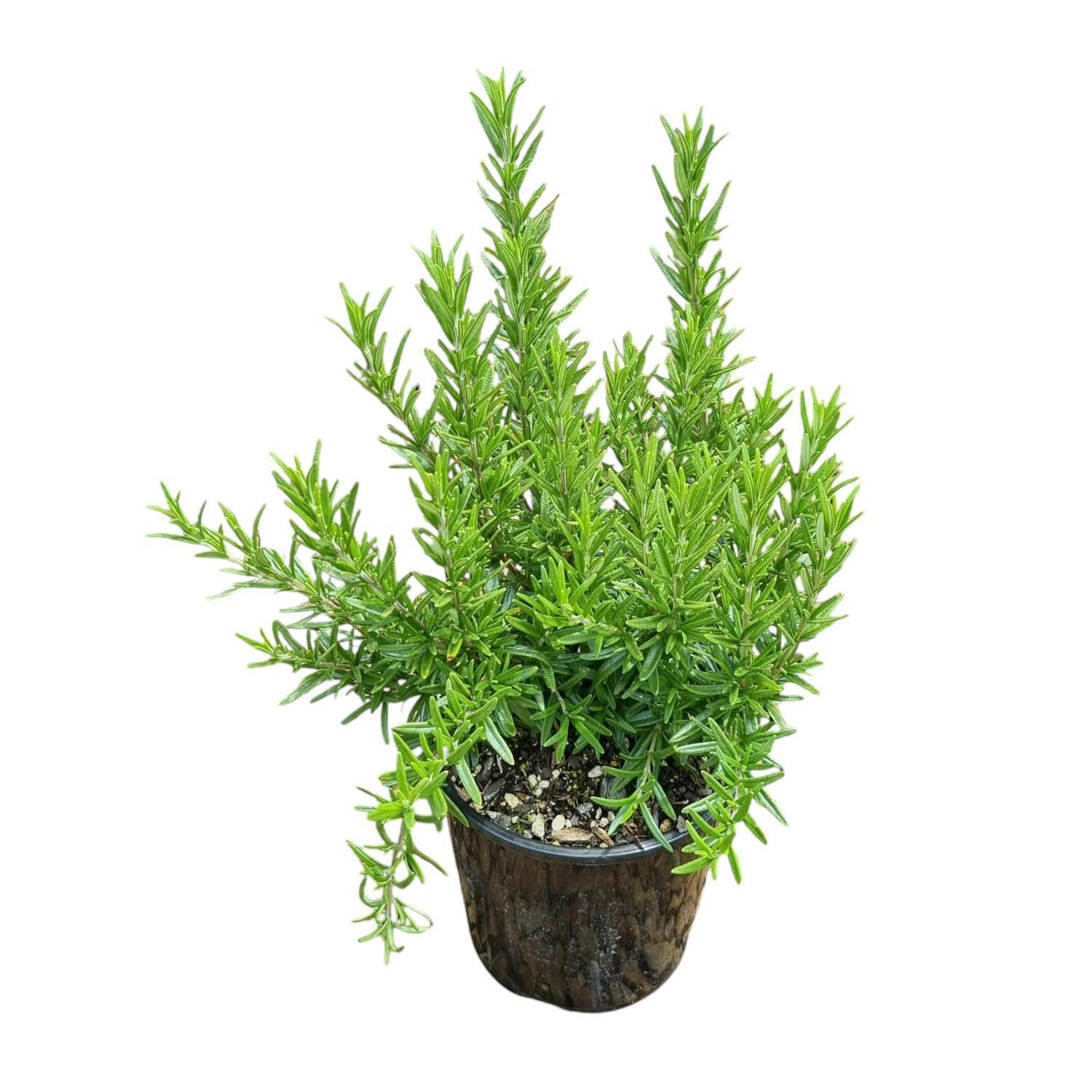 Rosemarinus Tuscan Blue 'Rosemary' 2L