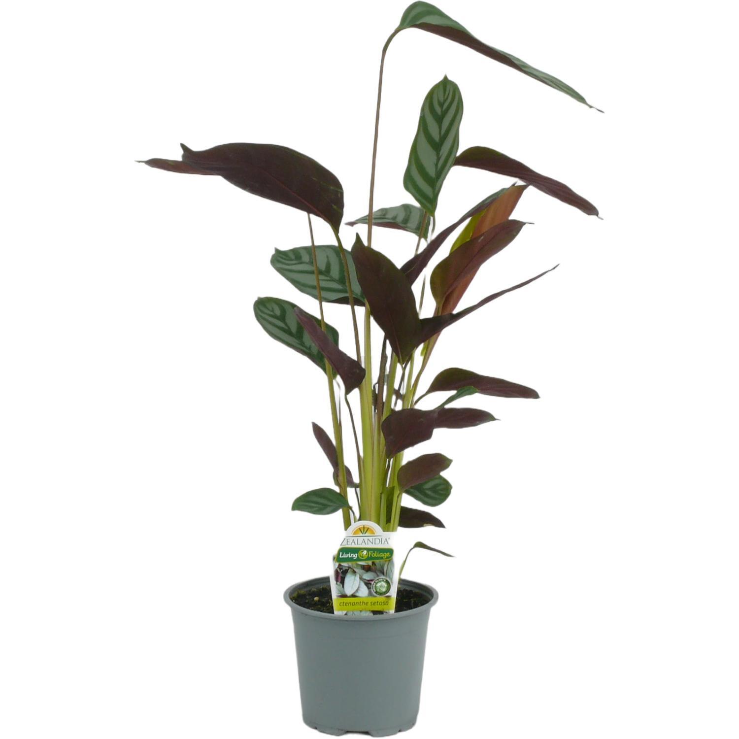Ctenanthe Setosa 12cm
