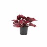 Begonia Rex Little Devils