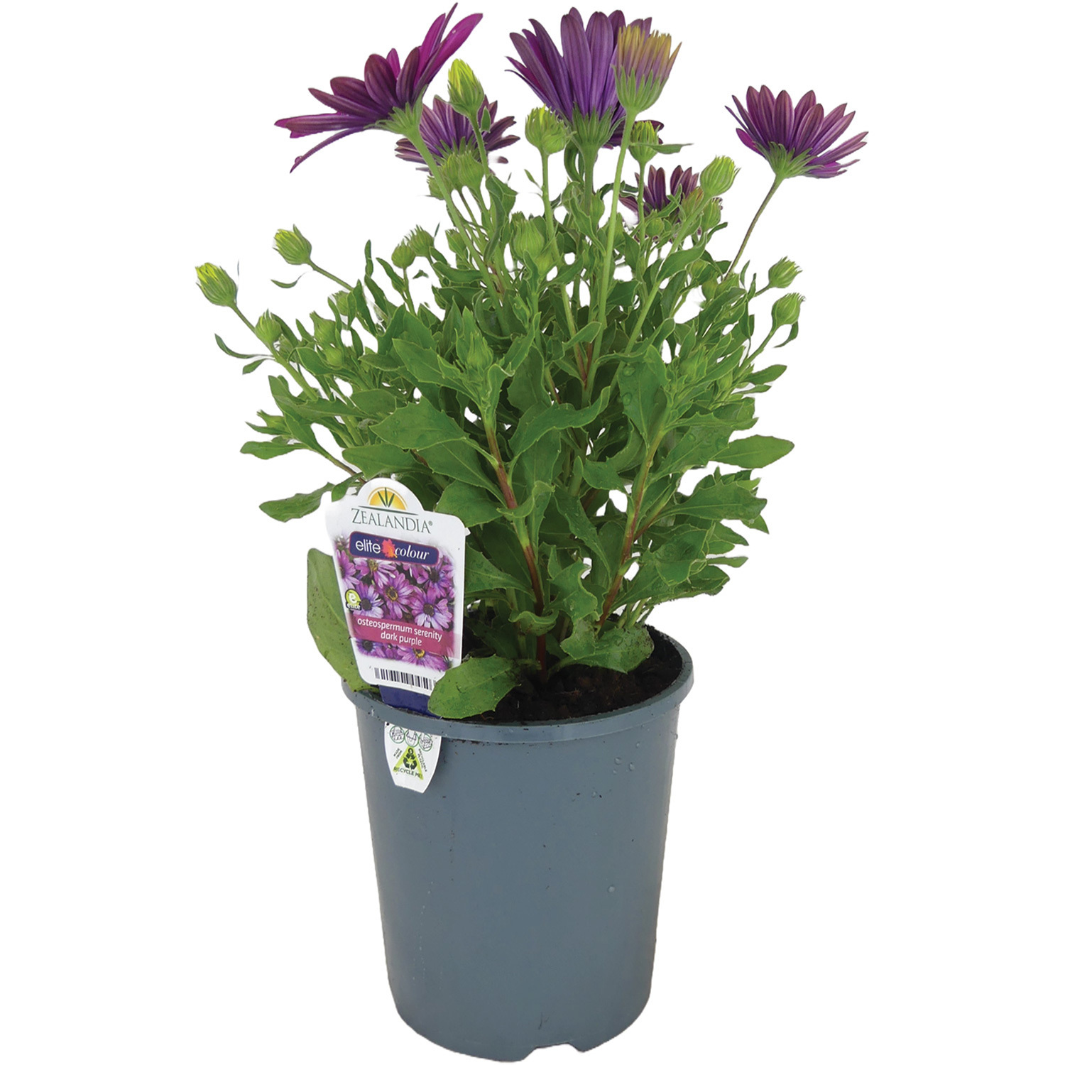 Osteospermum 14cm
