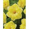 Daffodil Trumpet Snowtip 5 Pack