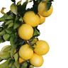 Lemonade Tree