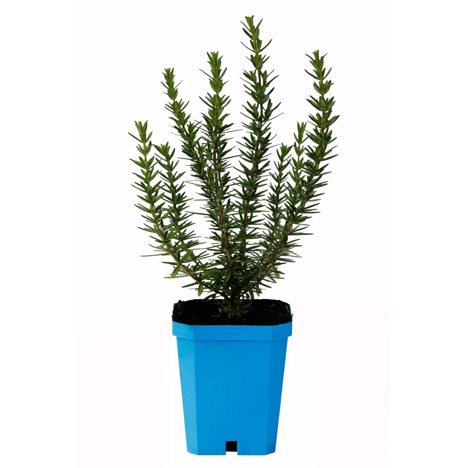 Rosemary Tuscan Blue