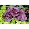 Heuchera 'Sugar Plum'