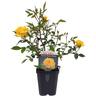 Patio Rose  Kos Yellow 1 litre Orange-Pink