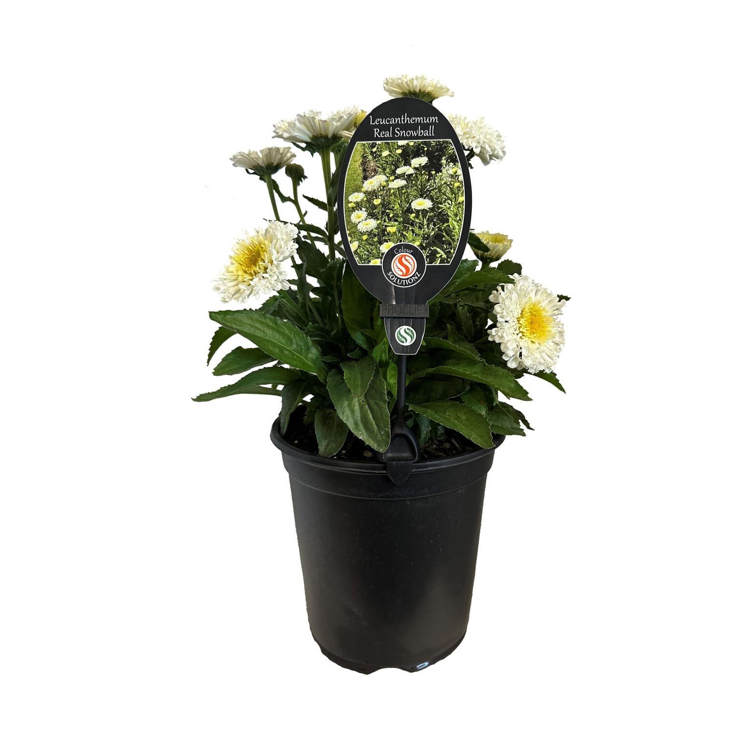 Leucanthemum Real Snowball 3.5 litre