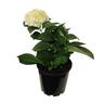 Hydrangea Bridal Bouquet 3.3 litre