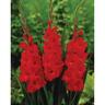 Gladioli Magma 10 Pack