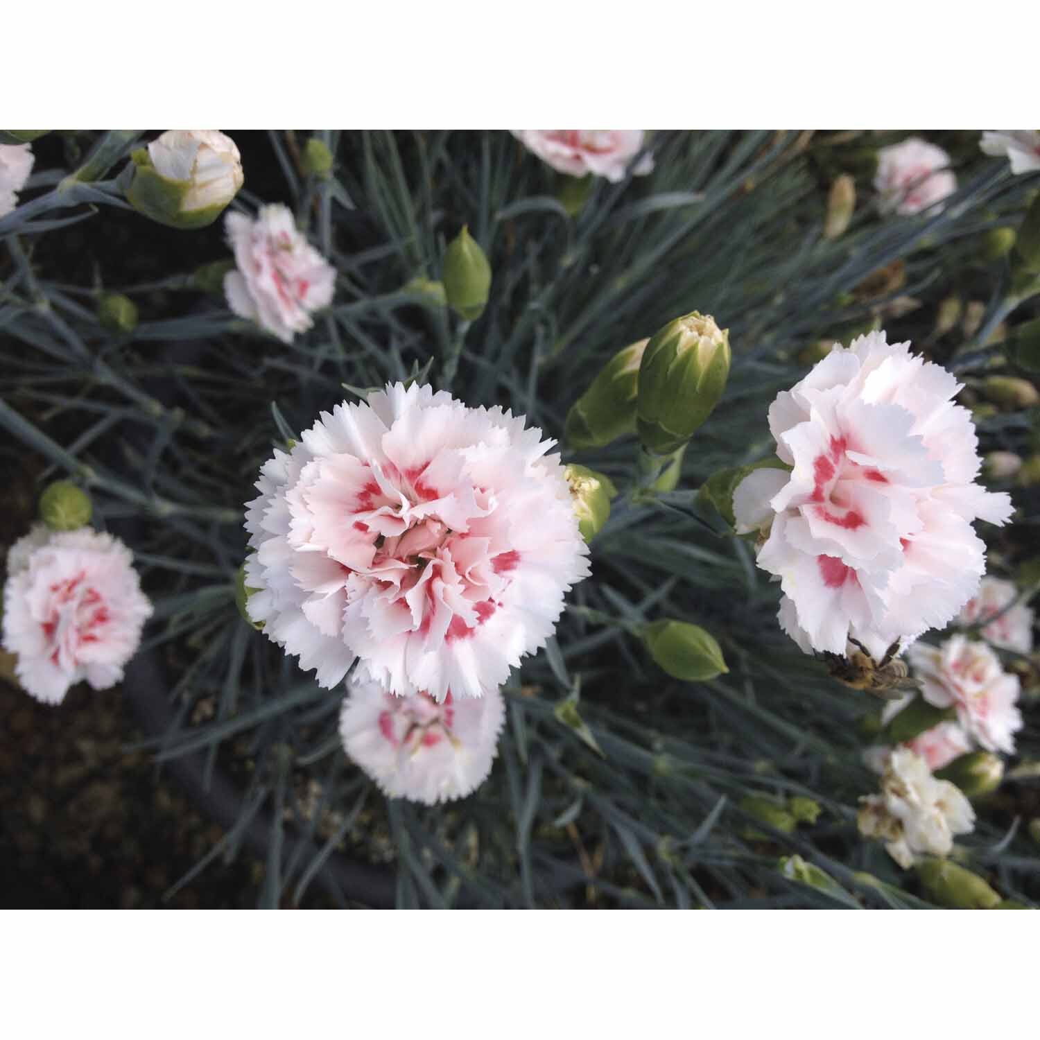 Dianthus Dancing Queen