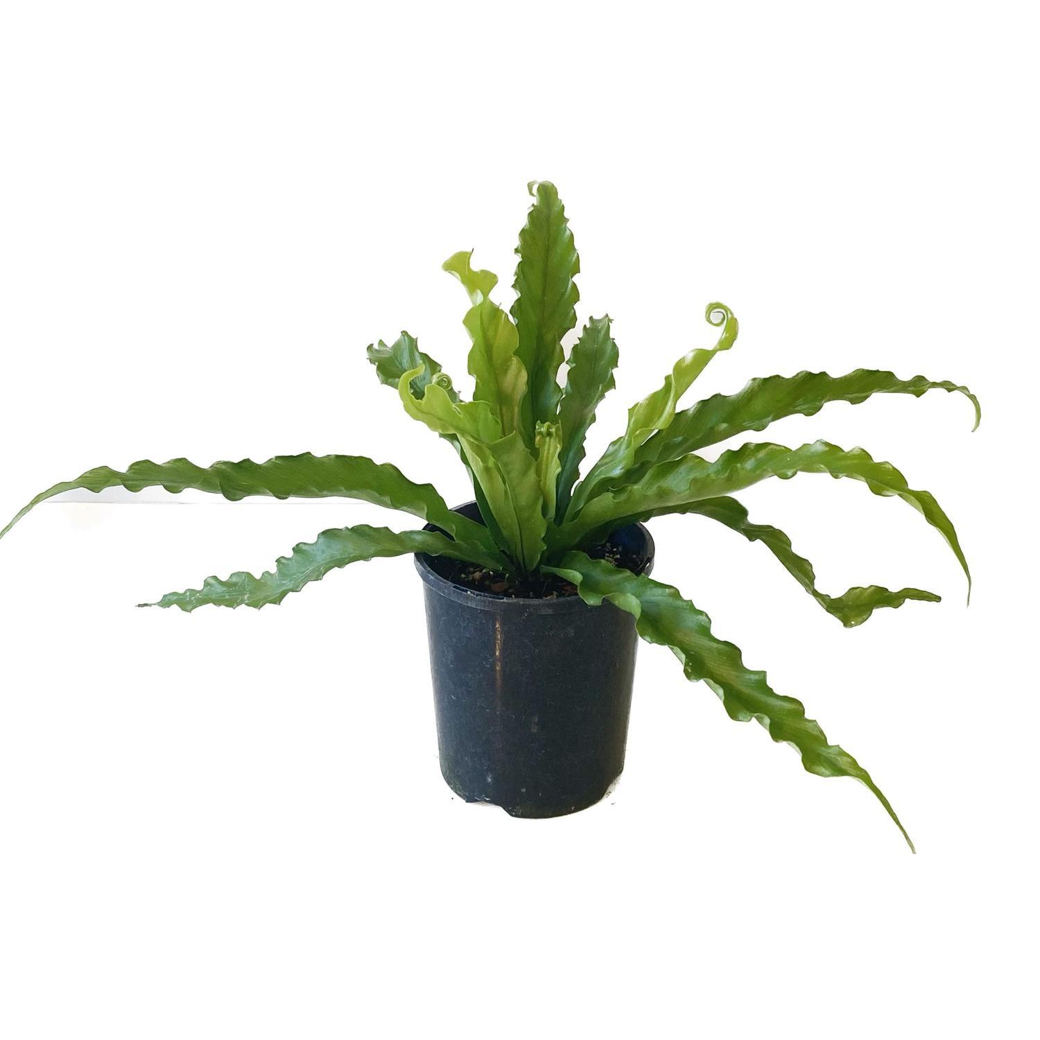 Asplenium Victoria 12cm