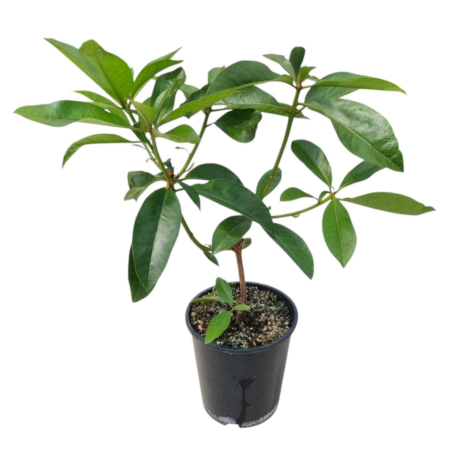 Vireya Luna Flame  3.3L