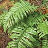 Blechnum Novae Zelandiae