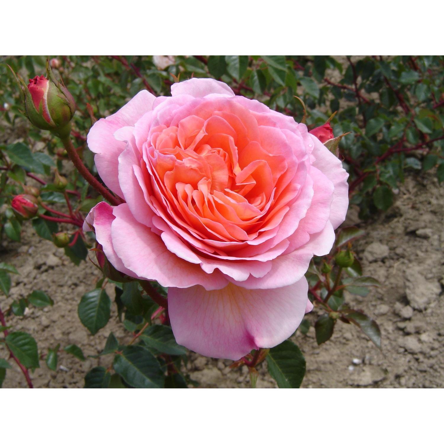 Rose English Abraham Darby