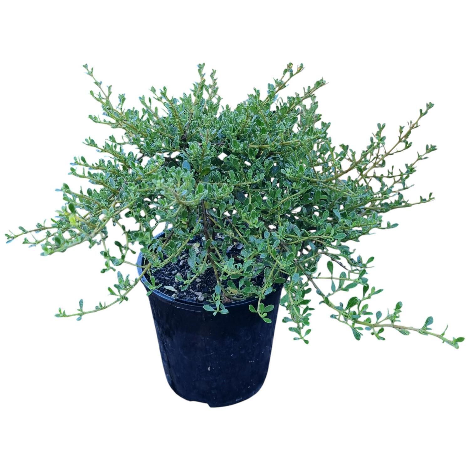 Coprosma Lighthouse 2L
