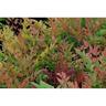 Nandina Gulfstream