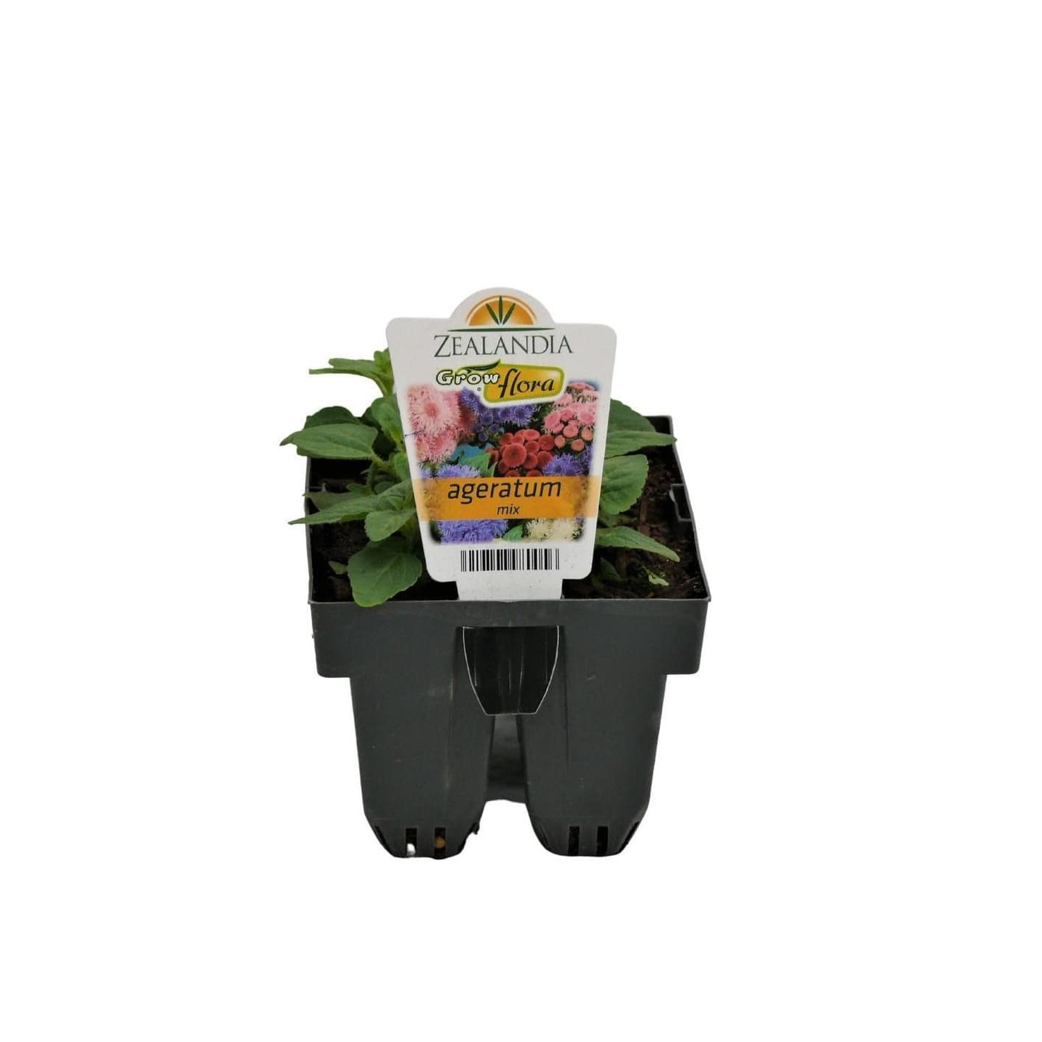 Ageratum