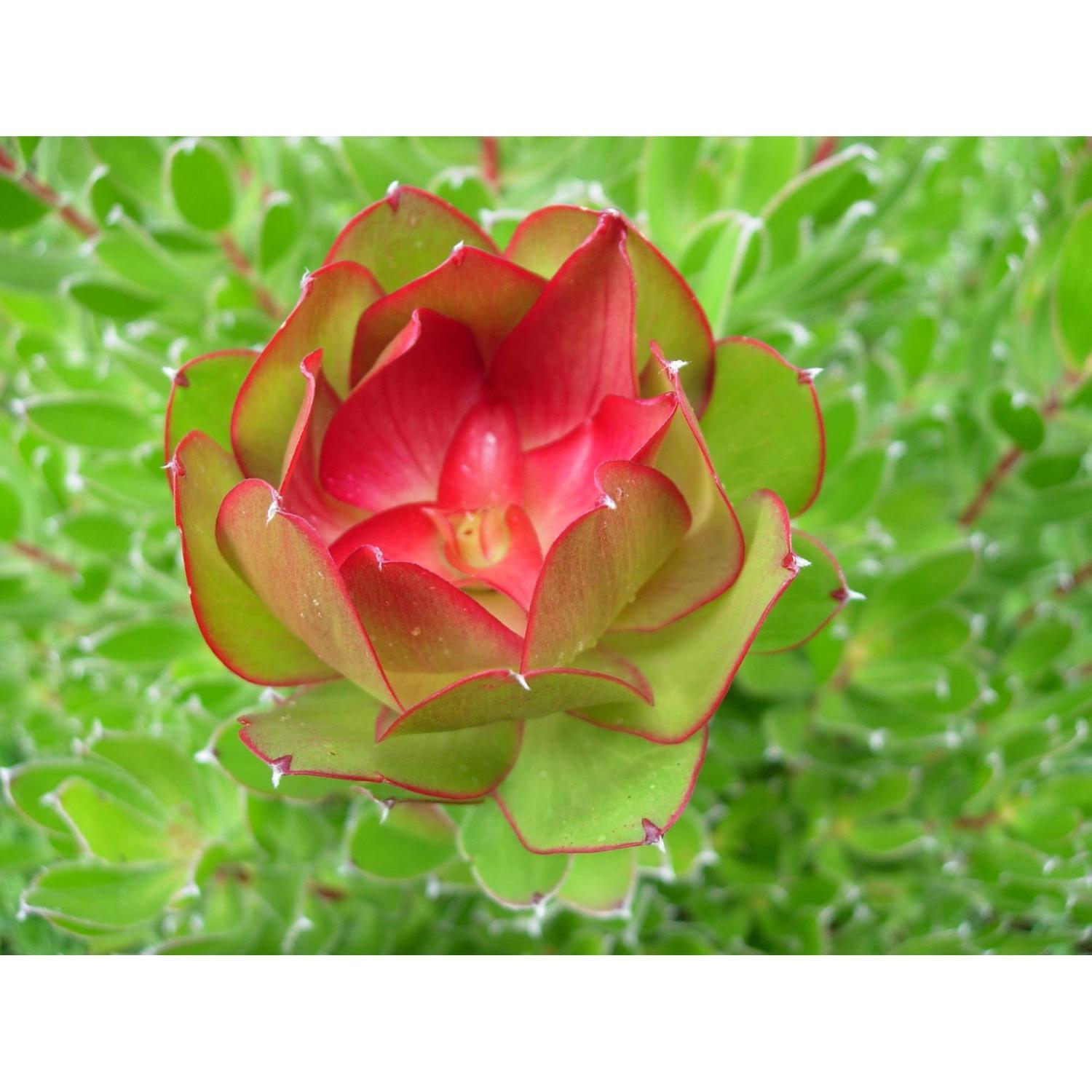Leucadendron Tokyo Red