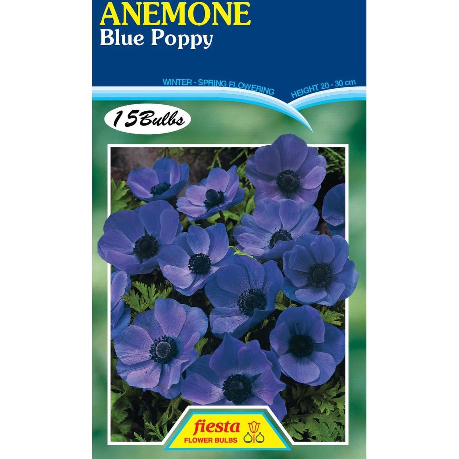 Anemone Blue Poppy 15 Pack